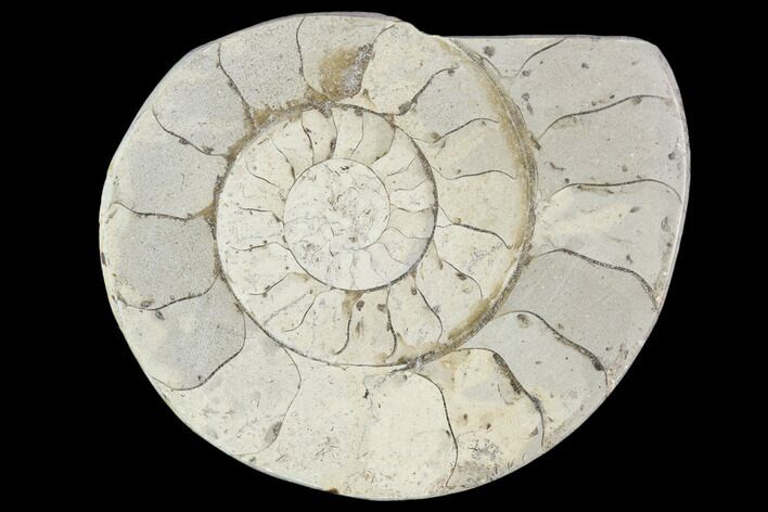 Polished Ammonite (Hildoceras) Fossil - England #103994